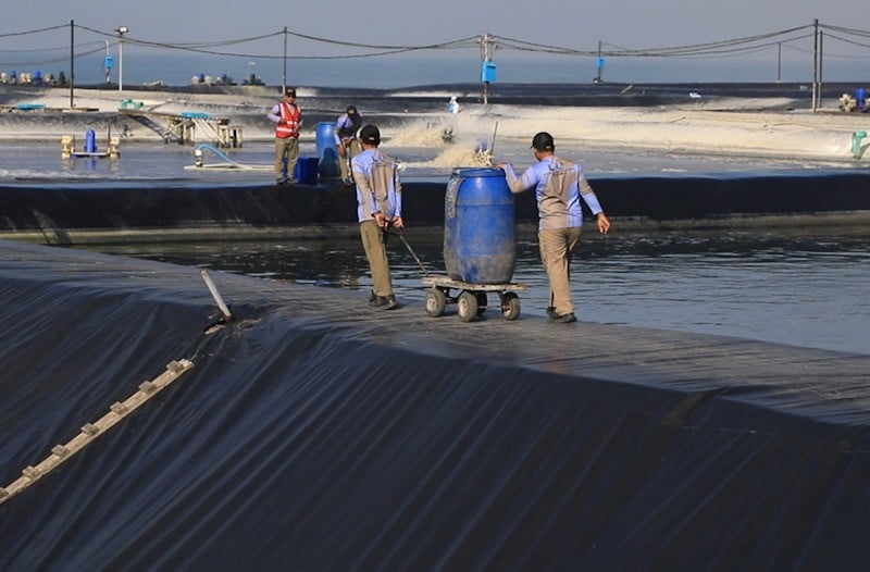 KKP Dorong Pengendalian Penggunaan Antibiotik pada Budi Daya Udang - Bagian 2