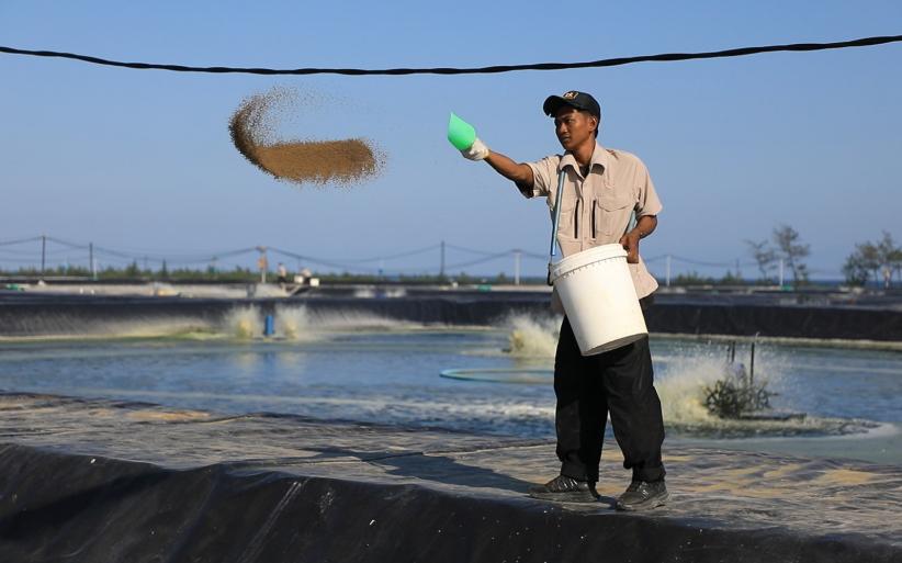 KKP Dorong Pengendalian Penggunaan Antibiotik pada Budi Daya Udang - Bagian 1