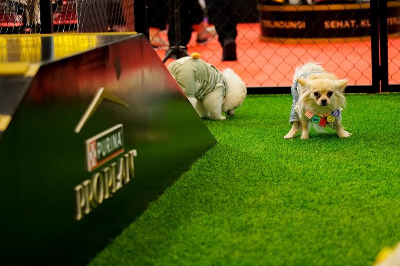 Ragam Aktivitas Seru Hewan Peliharaan pada Ajang IIPE 2025 - Bagian 1