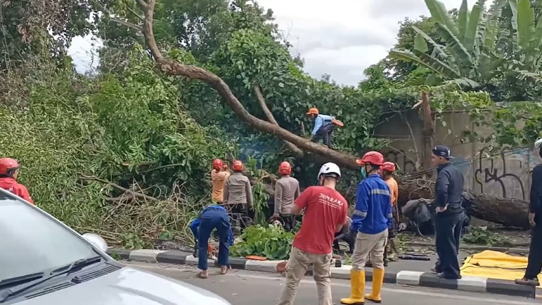 Pohon Tumbang Diterjang Angin Kencang Timpa Becak di Sleman, 2 Orang Tewas