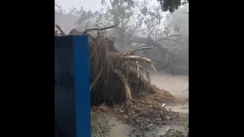 Pohon Besar Tumbang Diterjang Puting Beliung Timpa Gedung SD di Sampang