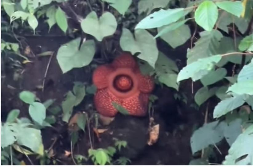 Viral Penampakan Rafflesia Mekar saat Anggota TNI Cari Korban Banjir Padang Panjang