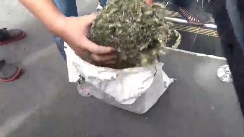 Geledah Kediaman Sindikat Curanmor di Bengkulu, Polisi Temukan Sekarung Ganja