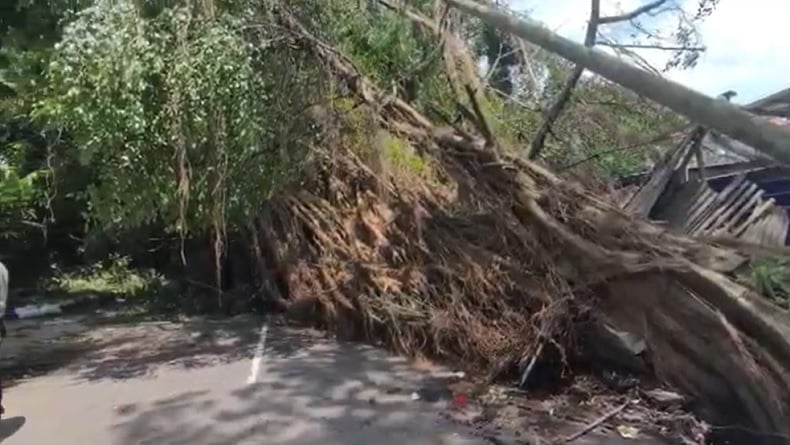 Pohon Beringin Besar Tumbang di Malang Timpa Warung dan 2 Motor Ojol