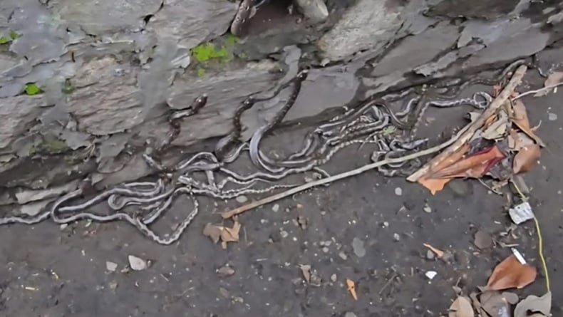 Sukabumi Geger! Puluhan Anak Ular Ditemukan di Saluran Air