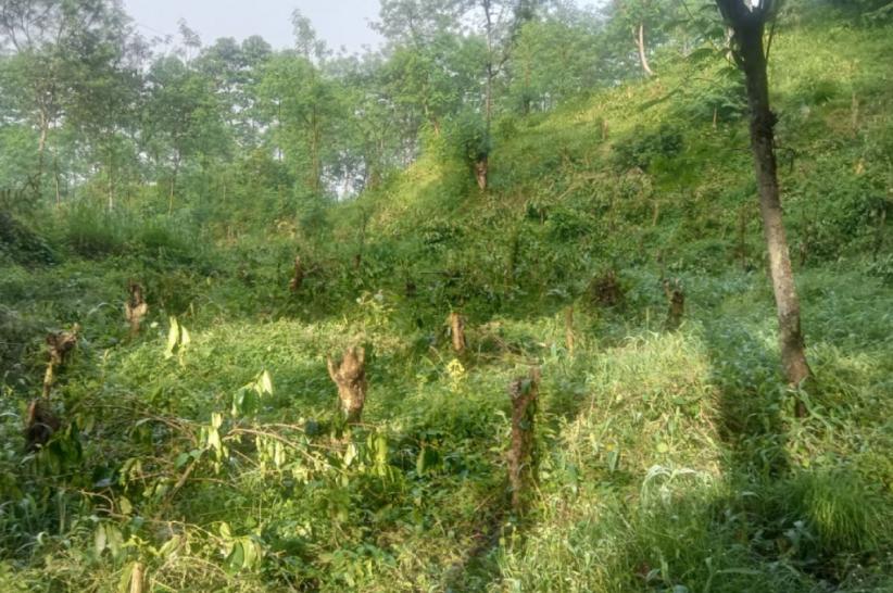 34,6 Hektare Lahan Kebun Kopi PTPN I di Kawasan Ijen Bondowoso Dirusak OTK