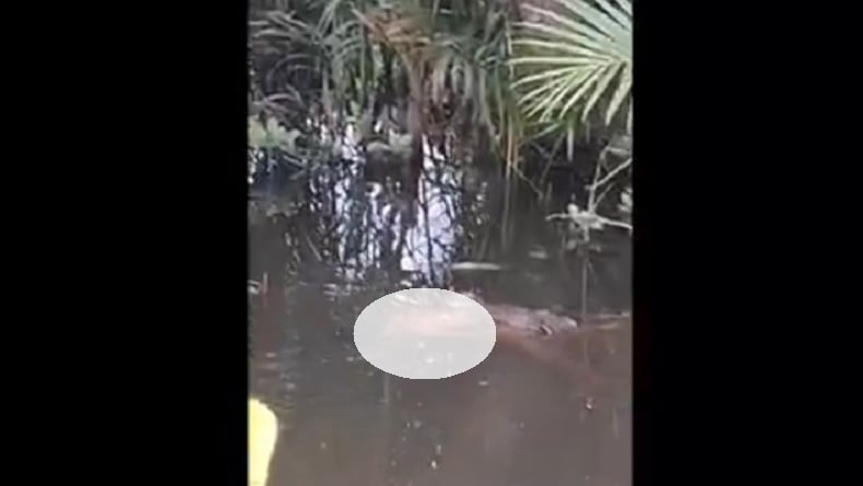 Detik-Detik Bocah di Halmahera Hilang Dibawa Buaya Terekam Kamera, Warga Histeris