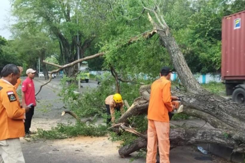 Tragis! Mahasiswa Untirta di Cilegon Tewas Tertimpa Pohon Tumbang