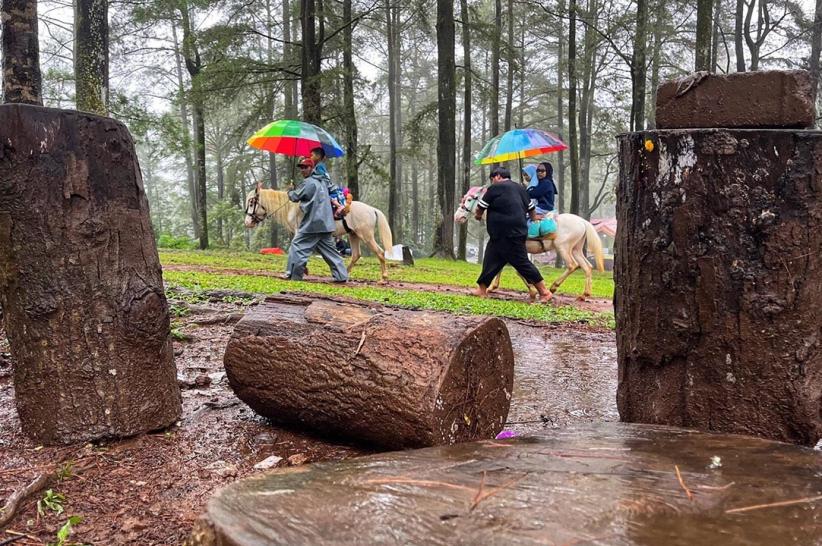 Wisata Berkuda Jadi Daya Tarik Pengunjung Hutan Pinus Malino - Bagian 5