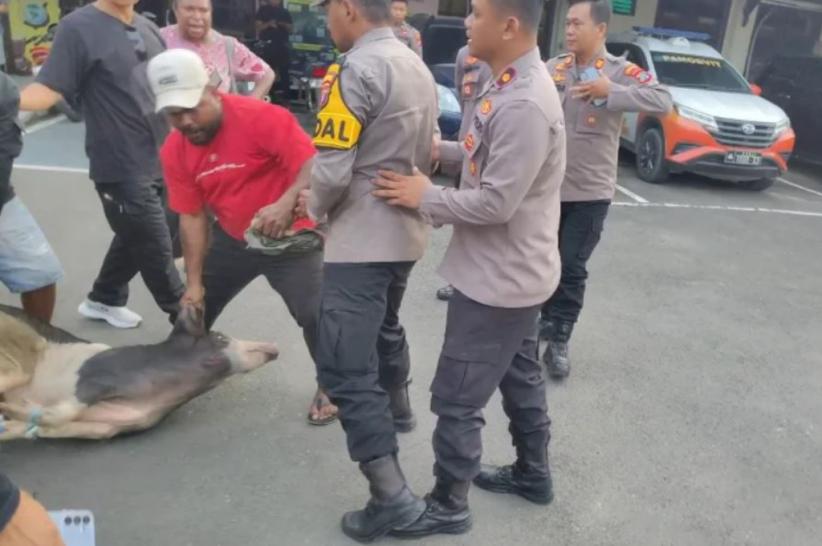 Ricuh! Massa Demo Bawa Babi ke Polresta Sorong Berujung Nyaris Bentrok dengan Polisi