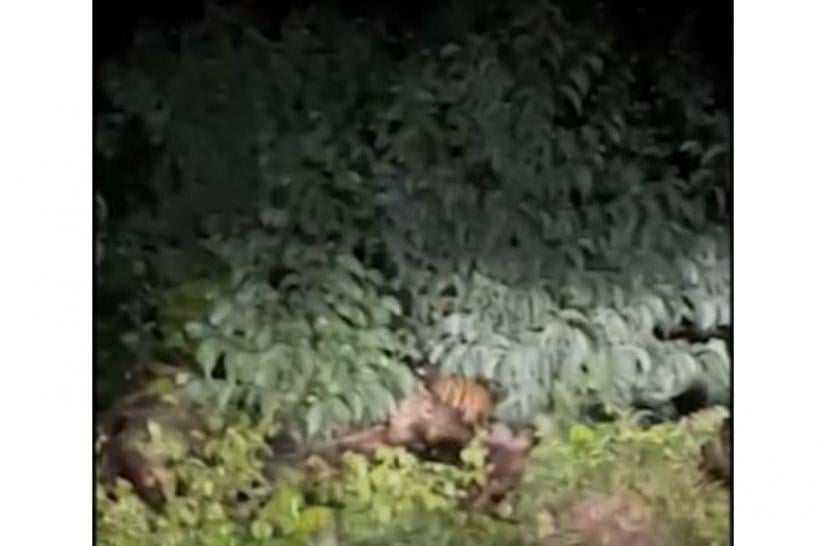 Geger! 3 Harimau Sumatra Berkeliaran di Pelalawan, Warga Diminta Waspada