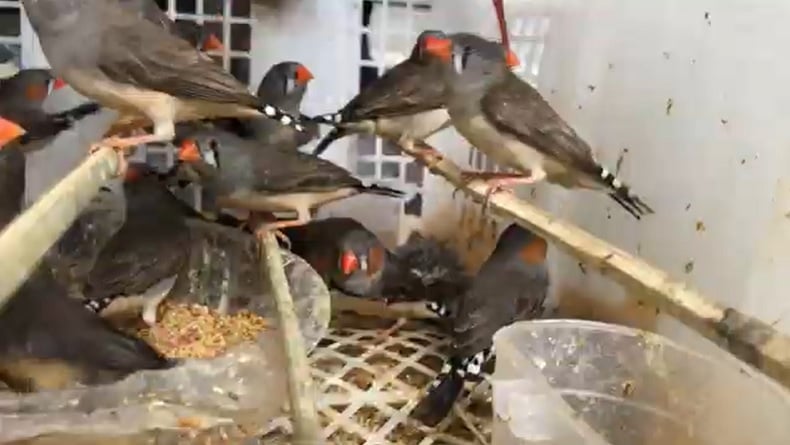 Petugas Gabungan Gagalkan Penyelundupan Ribuan Burung di Karangasem, Ditemukan 12 Jenis