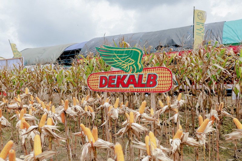 Ratusan Petani Grobogan Panen Jagung - Bagian 3