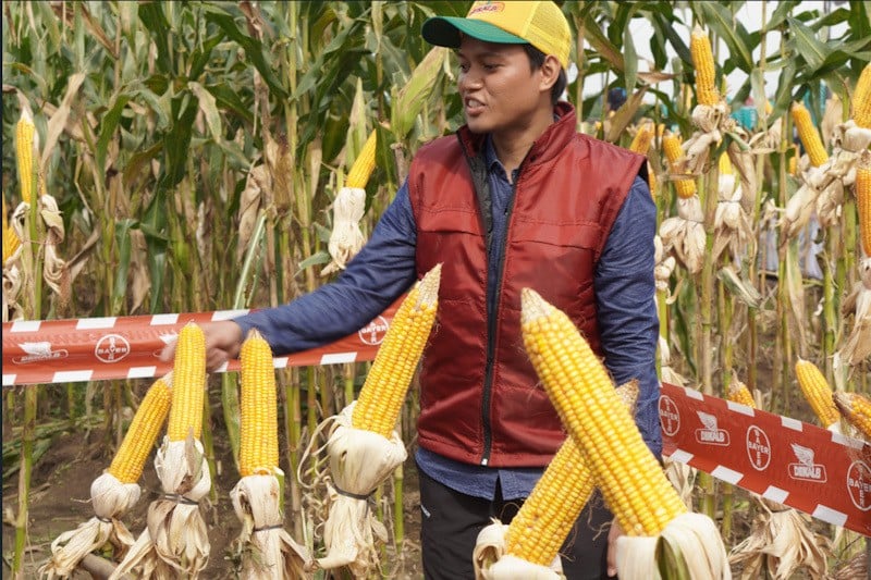 Ratusan Petani Grobogan Panen Jagung - Bagian 1