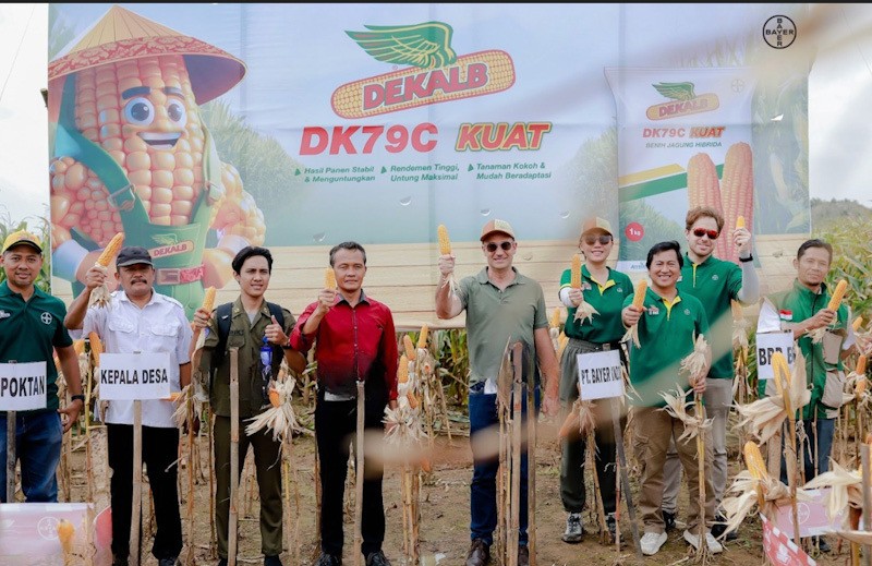 Ratusan Petani Grobogan Panen Jagung - Bagian 4