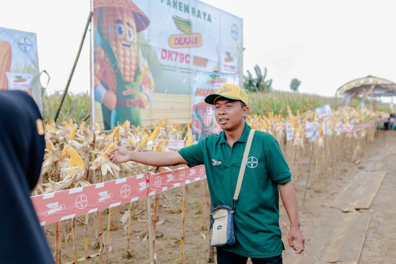 Ratusan Petani Grobogan Panen Jagung - Bagian 2