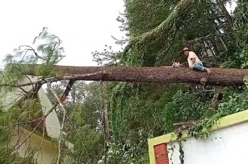 Pohon Tumbang Timpa Peziarah di Gunung Tidar Magelang, 1 Orang Tewas 4 Terluka
