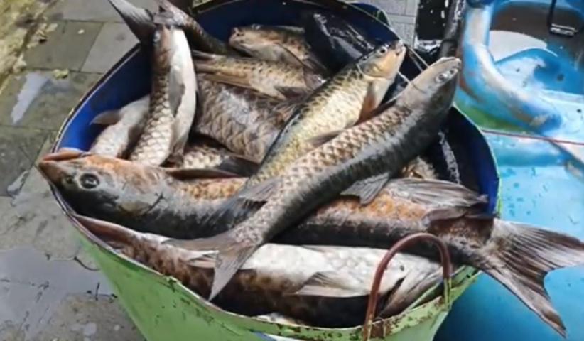 300 Ikan Dewa di Balong Cigugur Kuningan Mati Massal, Ini Penyebabnya