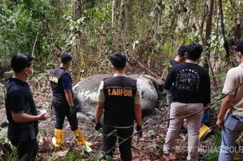 Kasus Gajah Sumatera Mati Tanpa Kepala di Pelalawan Riau, 33 Saksi Diperiksa Polisi