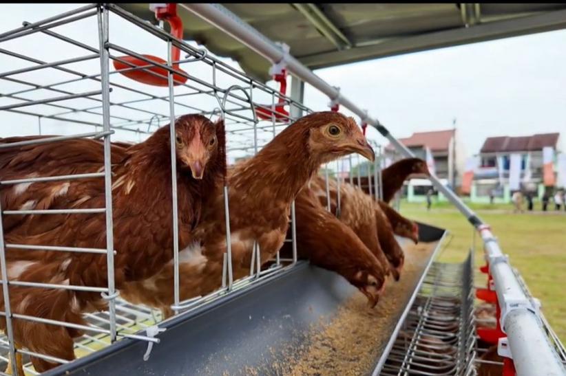 Pemerintah Dorong Kemandirian Peternak - Bagian 2