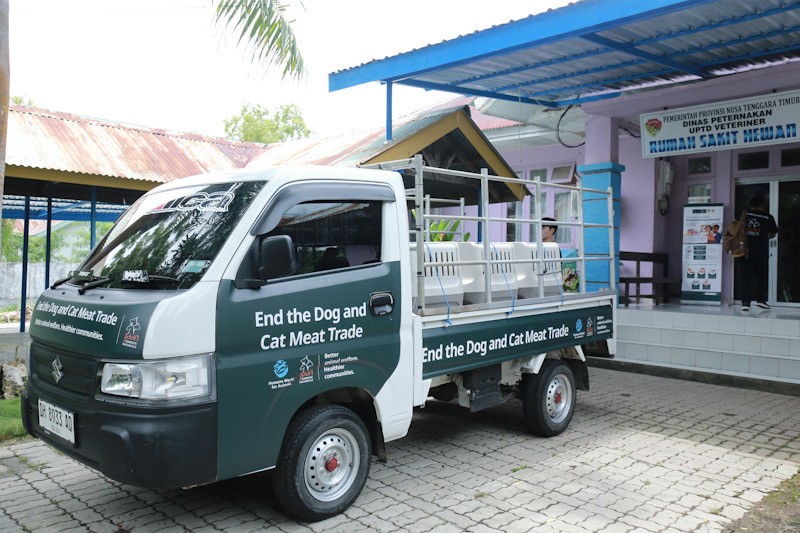 Dua Pelaku Usaha Daging Anjing di Kupang Tutup Permanen, 10 Anjing Diselamatkan - Bagian 4