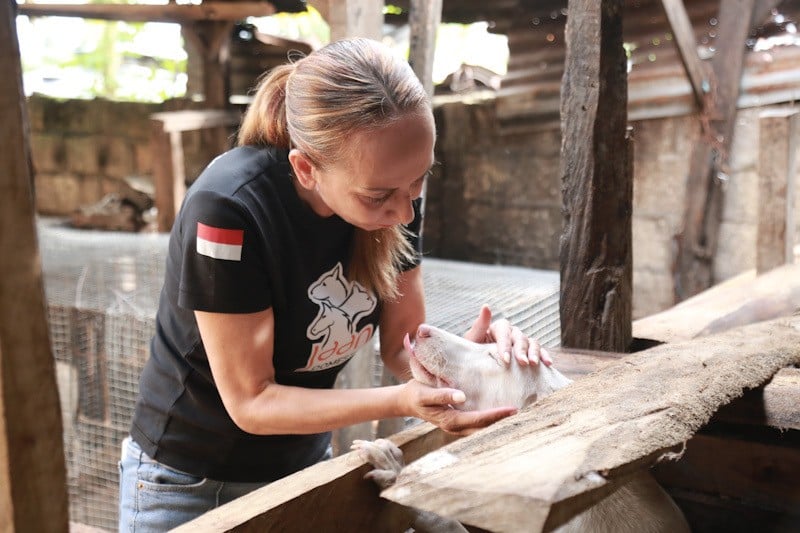Dua Pelaku Usaha Daging Anjing di Kupang Tutup Permanen, 10 Anjing Diselamatkan - Bagian 2