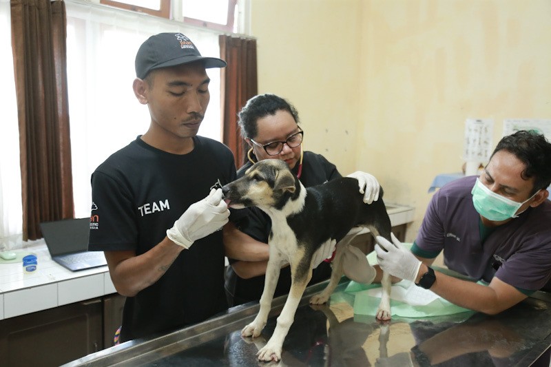 Dua Pelaku Usaha Daging Anjing di Kupang Tutup Permanen, 10 Anjing Diselamatkan - Bagian 3