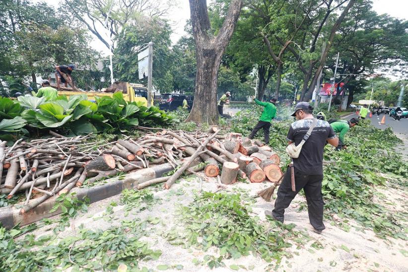 Antisipasi Cuaca Buruk, Pohon Rindang di Kawasan Senayan Dipotong - Bagian 3