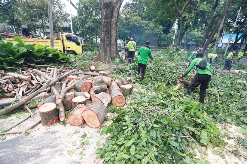 Antisipasi Cuaca Buruk, Pohon Rindang di Kawasan Senayan Dipotong - Bagian 2