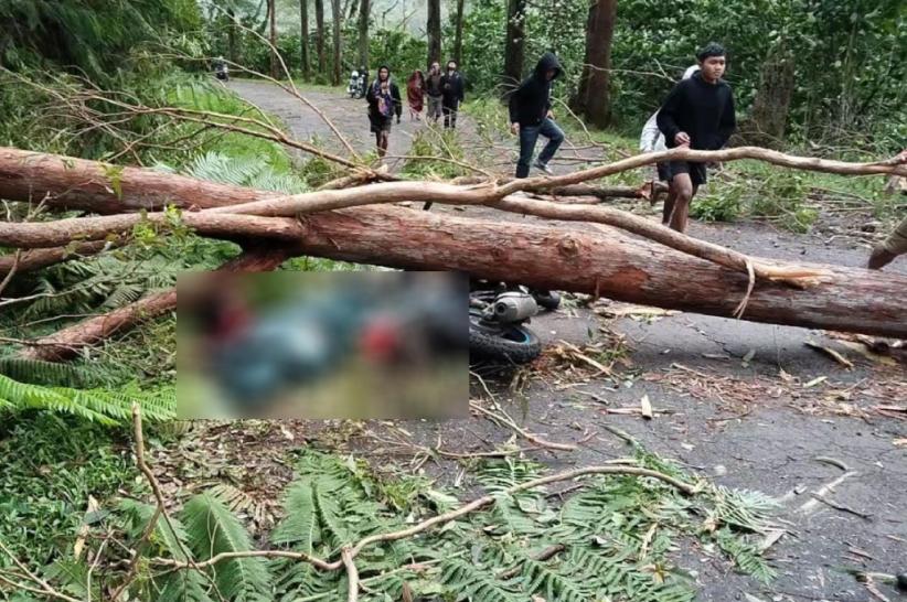 Tragis! ASN Tewas Tertimpa Pohon Tumbang di Manggarai Timur NTT