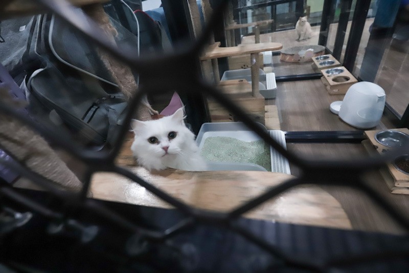 Hotel Kucing Penuh saat Musim Mudik Lebaran 2026, Tarif Mulai Rp160 Ribu - Bagian 3