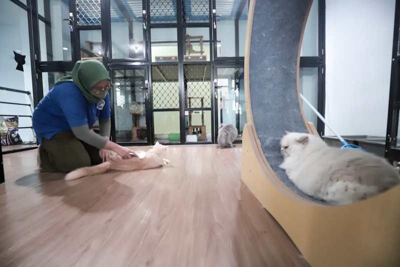 Hotel Kucing Penuh saat Musim Mudik Lebaran 2026, Tarif Mulai Rp160 Ribu - Bagian 1