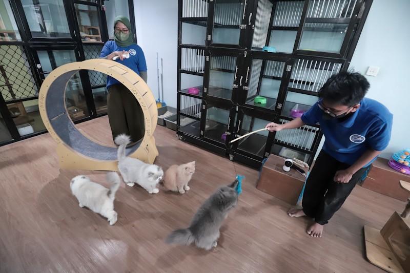 Hotel Kucing Penuh saat Musim Mudik Lebaran 2026, Tarif Mulai Rp160 Ribu - Bagian 2