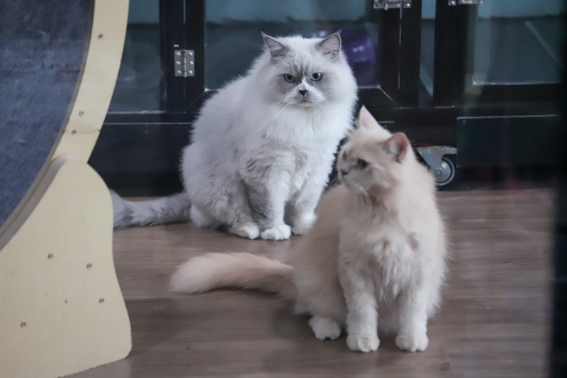 Hotel Kucing Penuh saat Musim Mudik Lebaran 2026, Tarif Mulai Rp160 Ribu - Bagian 7