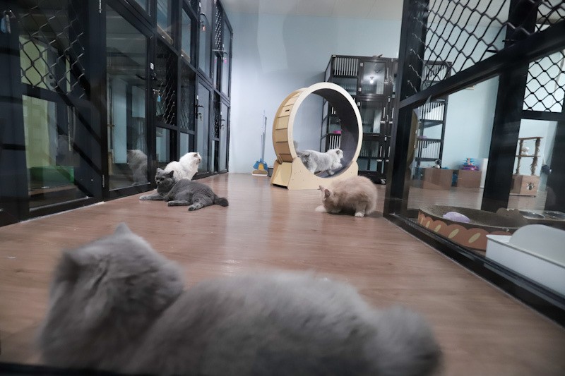 Hotel Kucing Penuh saat Musim Mudik Lebaran 2026, Tarif Mulai Rp160 Ribu - Bagian 5