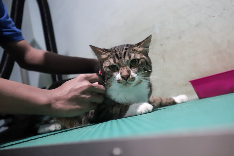 Hotel Kucing Penuh saat Musim Mudik Lebaran 2026, Tarif Mulai Rp160 Ribu - Bagian 6
