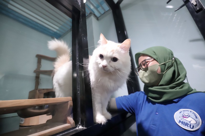 Hotel Kucing Penuh saat Musim Mudik Lebaran 2026, Tarif Mulai Rp160 Ribu - Bagian 4