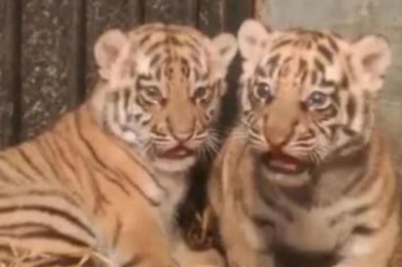 Anak Harimau Benggala di Bandung Zoo Mati, Penyebab Masih Diselidiki