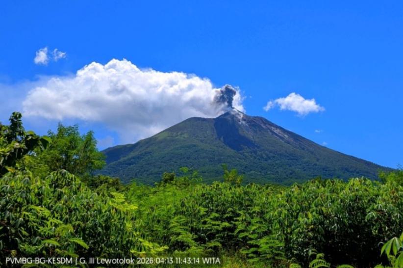 Gunung Ile Lewotolok di Lembata NTT Erupsi, Semburkan Abu Vulkanis 500 Meter ke Langit