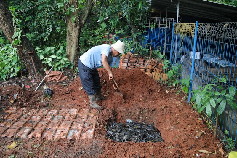 3 Ton Ikan Sapu-Sapu Ditangkap di Setu Babakan - Bagian 3