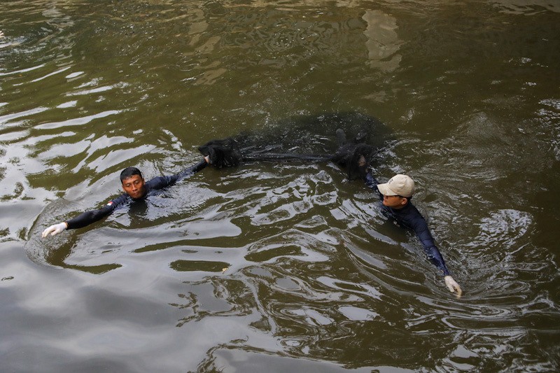 3 Ton Ikan Sapu-Sapu Ditangkap di Setu Babakan - Bagian 5