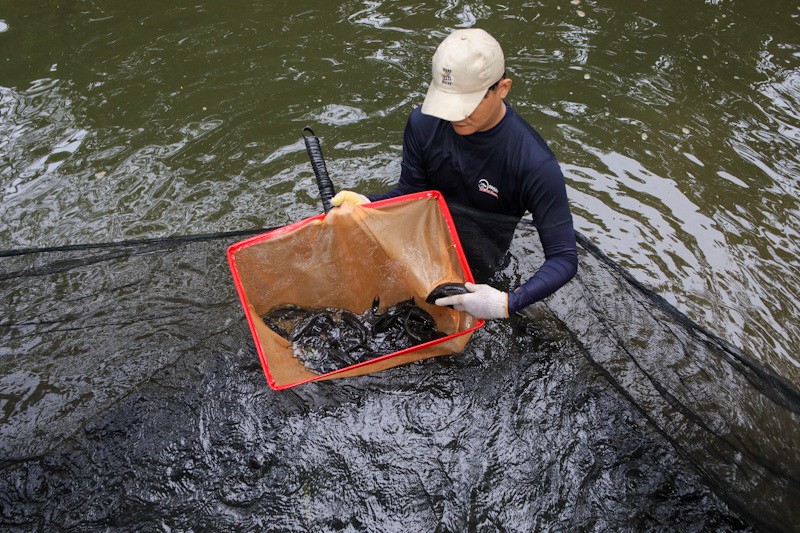 3 Ton Ikan Sapu-Sapu Ditangkap di Setu Babakan - Bagian 4