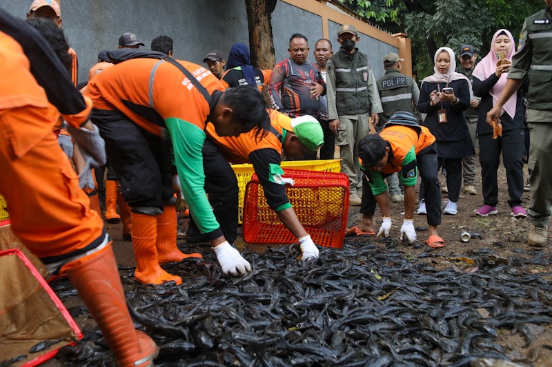 3 Ton Ikan Sapu-Sapu Ditangkap di Setu Babakan - Bagian 2