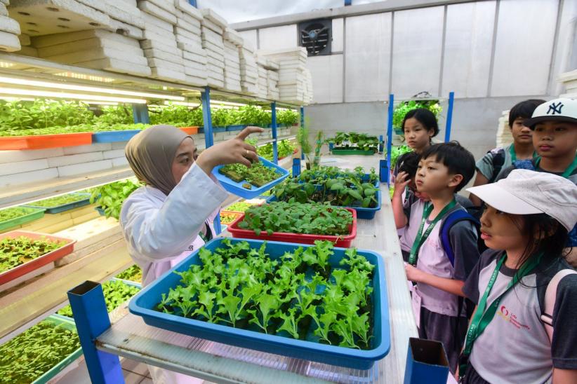 Belajar Sistem Pertanian Hidroponik Sejak Dini - Bagian 2