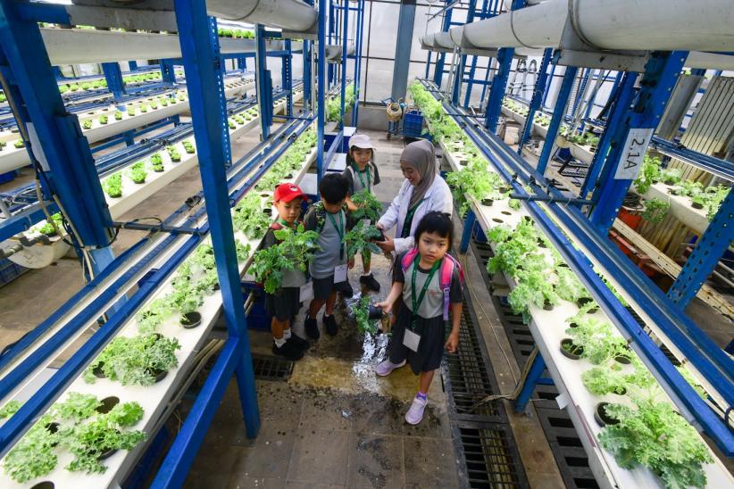 Belajar Sistem Pertanian Hidroponik Sejak Dini - Bagian 1