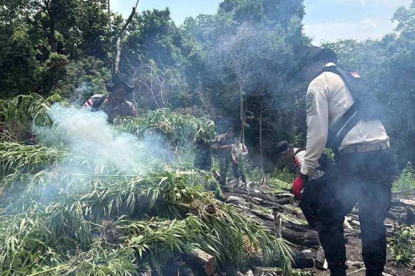 Polda Aceh Musnahkan Ladang Ganja 20 Ha, Petani Diajak Beralih ke Kopi