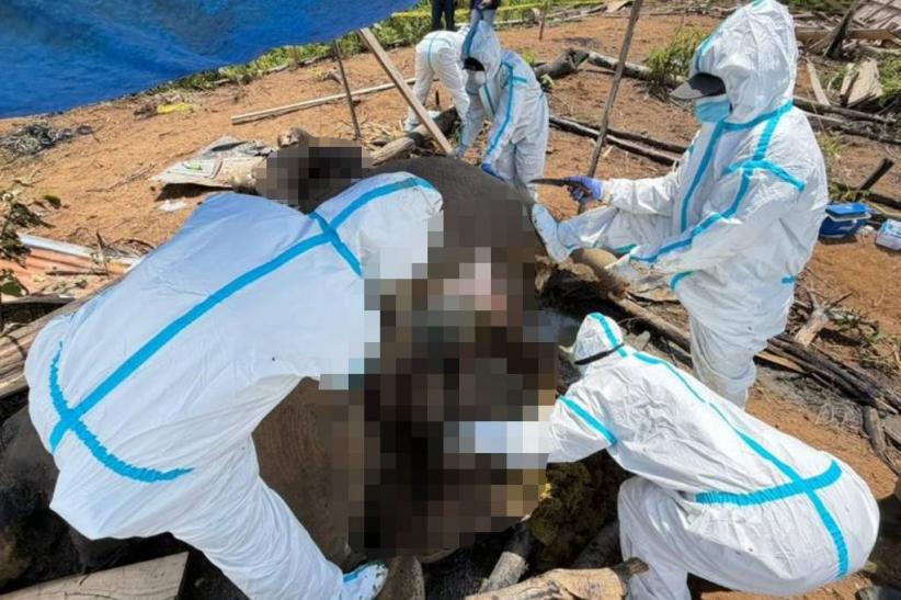 2 Ekor Gajah Induk dan Anak Mati Berdampingan di Mukomuko Bengkulu