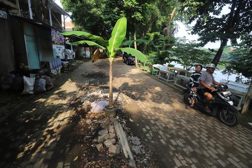 Rusak, Jalanan Setu Babakan Ditanam Pohon Pisang - Bagian 1