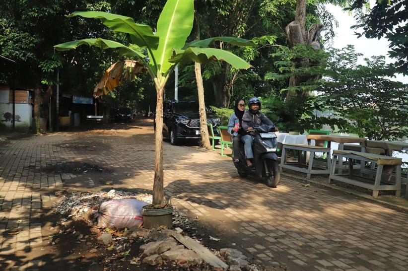 Rusak, Jalanan Setu Babakan Ditanam Pohon Pisang - Bagian 2