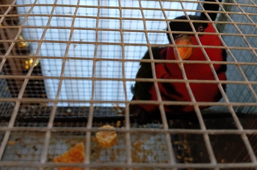 Penyelundupan 18 Burung Eksotis Asal Papua - Bagian 1
